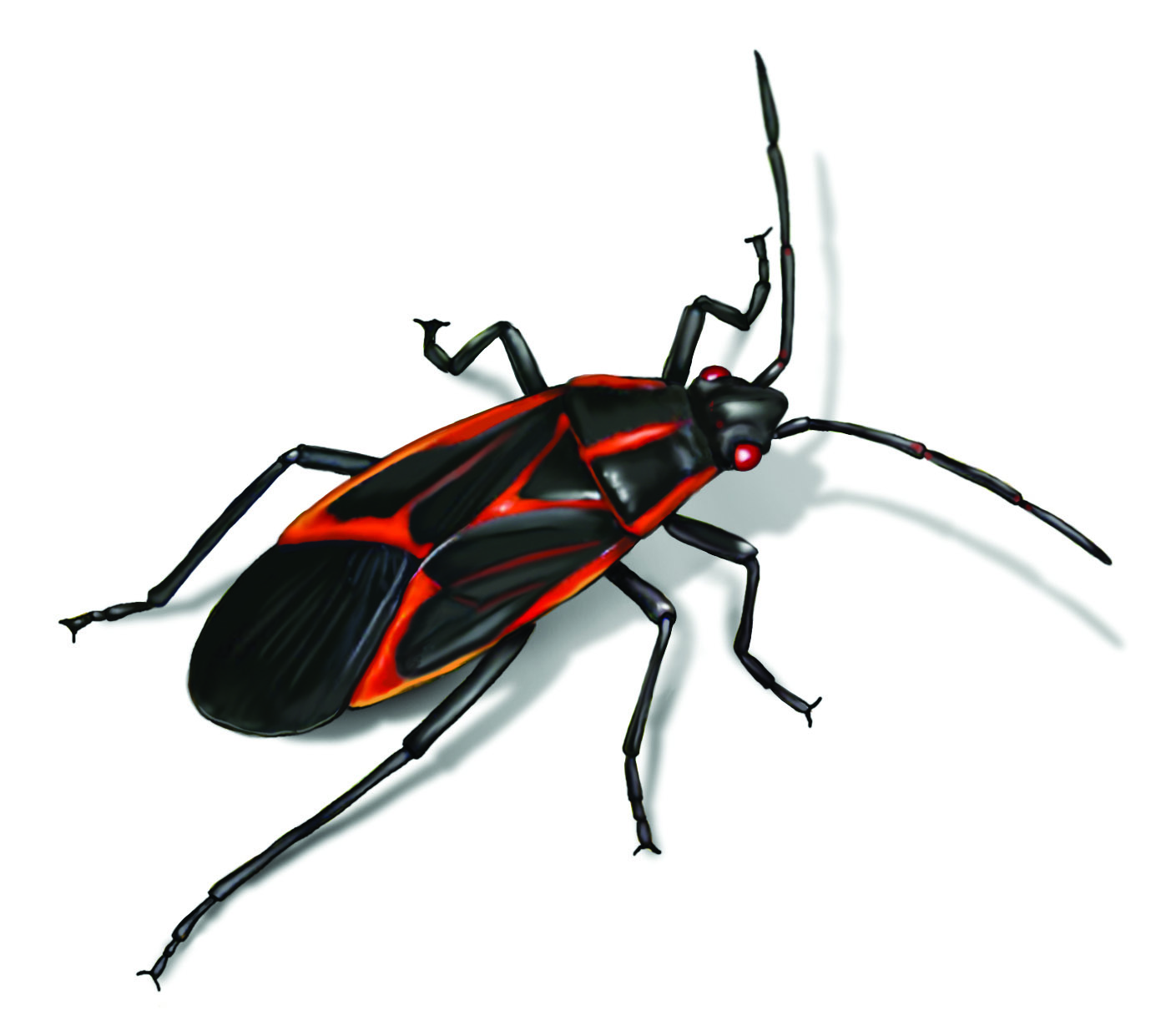Extermination Punaises de l'Érable
