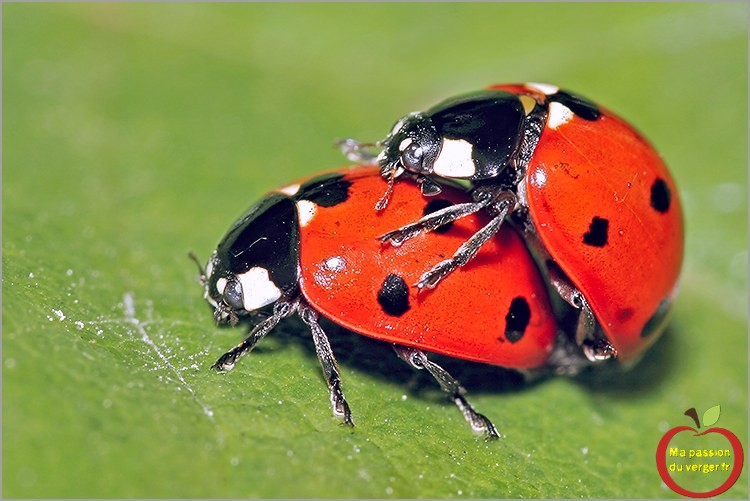Extermination Coccinelles